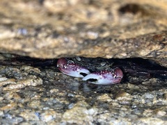 Leptograpsus
