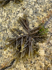 Splachnidium rugosum