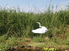 Ardea alba