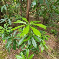 Anopterus glandulosus