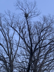 Phoradendron leucarpum