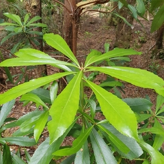 Anopterus glandulosus