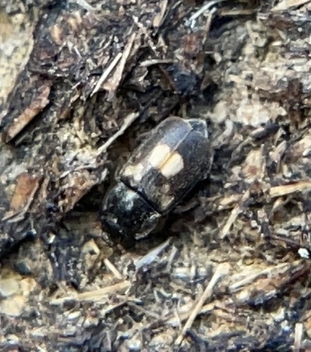 iNaturalist observation photo of Nitidula flavomaculata