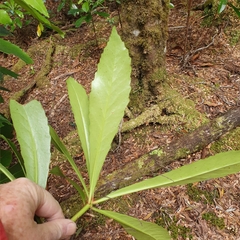 Anopterus glandulosus