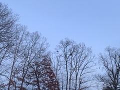 Phoradendron leucarpum