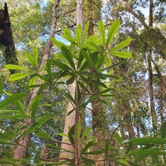 Anopterus glandulosus