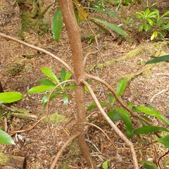 Anopterus glandulosus