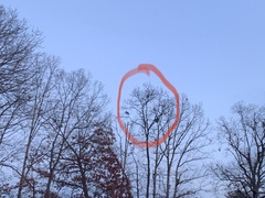 Phoradendron leucarpum