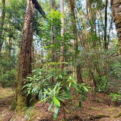 Anopterus glandulosus