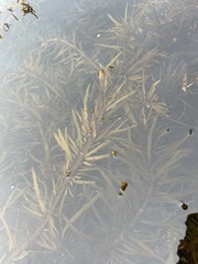 Phyllospora comosa