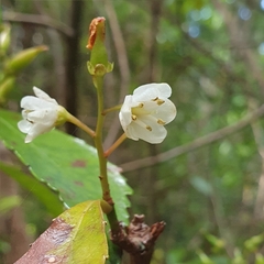 Anopterus glandulosus