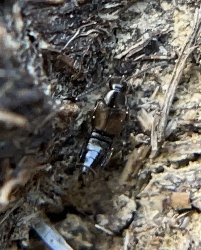 iNaturalist observation photo of Rove Beetles