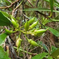 Anopterus glandulosus