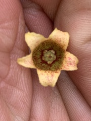 Brachychiton populneus populneus