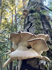Pleurotus ostreatus
