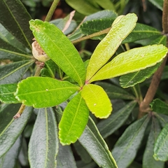 Anopterus glandulosus