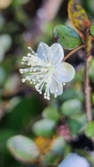 Neomyrtus pedunculata