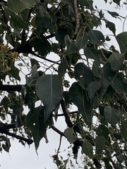 Brachychiton populneus populneus