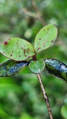 Neomyrtus pedunculata