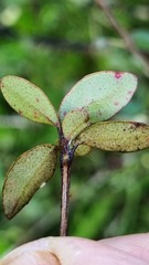 Neomyrtus pedunculata