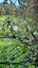 Neomyrtus pedunculata