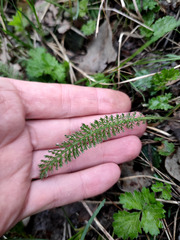 Achillea setacea