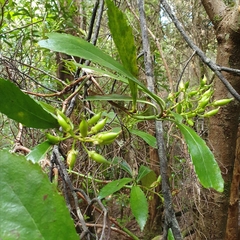 Anopterus glandulosus