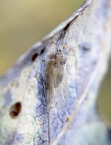 iNaturalist observation photo of Psylloids