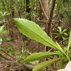 Anopterus glandulosus