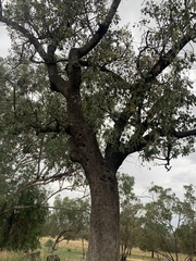 Brachychiton populneus populneus