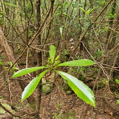 Anopterus glandulosus