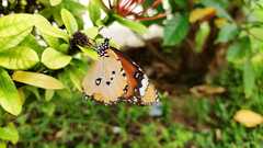 Danaus chrysippus