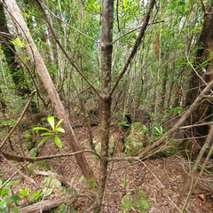 Anopterus glandulosus