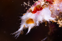 Homotrematidae