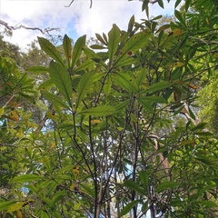 Anopterus glandulosus