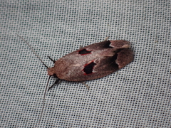 Acanthodela erythrosema