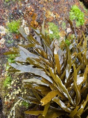 Phyllospora comosa