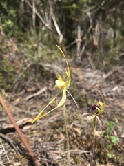 Caladenia dilatata