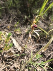 Caladenia dilatata