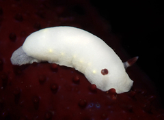 Cadlina flavomaculata