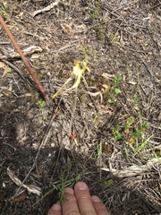 Caladenia dilatata