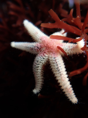 Leptasterias hexactis