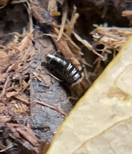 iNaturalist observation photo of Rove Beetles