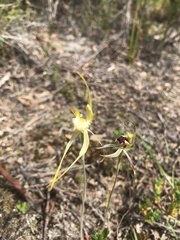 Caladenia dilatata