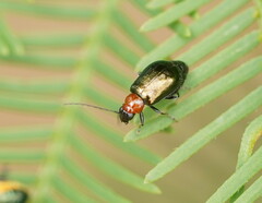 Monolepta