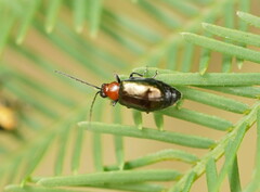 Monolepta