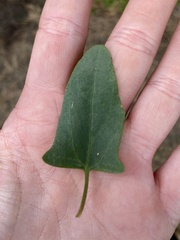 Chenopodium robertianum