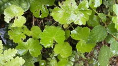 Hydrocotyle nepalensis