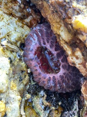 Phlyctenanthus australis