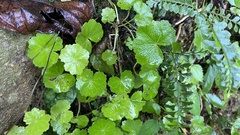 Hydrocotyle nepalensis